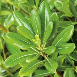 Pittosporum Tobira - pot 3 L