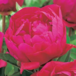 Pivoine Karl Rosenfield - Le pot de 2 litres