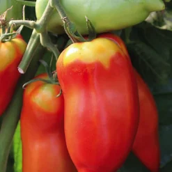 Plant Greffé De Tomate Andine Cornue Bio. Le pot de 9x9 cm