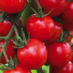 Plant Greffé De Tomate Cerise Supersweet 100 Bio. Le pot de 9x9 cm