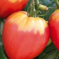 Plant Greffé De Tomate Coeur Cuor Die Bue Bio. Le pot de 9x9 cm