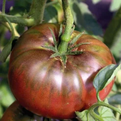Plant Greffé De Tomate Côtelée Noire De Crimée Bio. Le pot de 9x9 cm