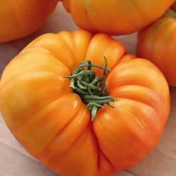 Plant Greffé De Tomate Côtelée Ananas Bio. Le pot de 9x9 cm