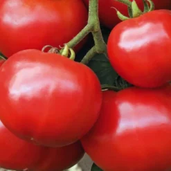 Plant Greffé De Tomate Ronde Estiva Bio. Le pot de 9x9 cm