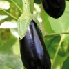 Plant Greffe Aubergine Longue Baluroi Bio. Le pot de 1 litre