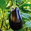Plant Greffe Aubergine Ronde Bonica Bio. Le pot de 1 litre