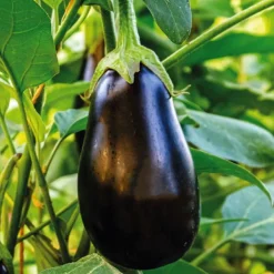 Plant Greffe Aubergine Ronde Bonica Bio. Le pot de 1 litre
