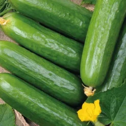 Plant Greffe Concombre Rollinson'S Telegraph Bio. Le pot de 1 litre