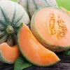 Plant Greffe Melon Brode Bio. Le pot de 1 litre