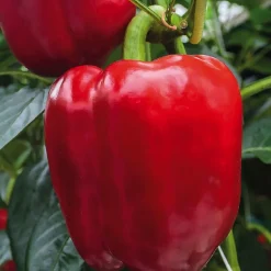 Plant Greffe Poivron Predi Bio. Le pot de 1 litre