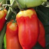 Plant Greffe Tomate Andine Cornue Bio. Le pot de 1 litre