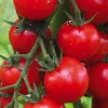 Plant Greffe Tomate Cerise Supersweet 100 Bio. Le pot de 1 litre