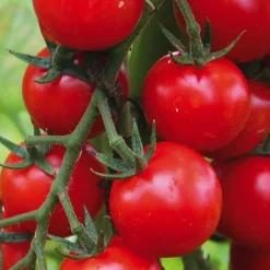 Plant Greffe Tomate Cerise Supersweet 100 Bio. Le pot de 1 litre