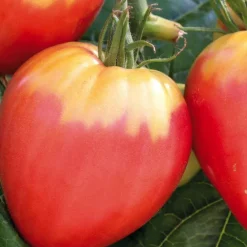Plant Greffe Tomate Coeur Cuor Die Bue Bio. Le pot de 1 litre