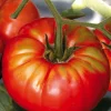 Plant Greffe Tomate Côtelee Buffalo Steak Bio. Le pot de 1 litre