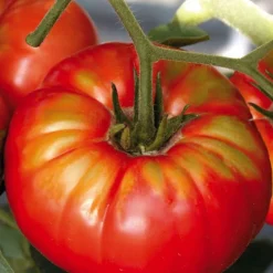 Plant Greffe Tomate Côtelee Buffalo Steak Bio. Le pot de 1 litre
