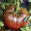 Plant Greffe Tomate Côtelee Noire De Crimee Bio. Le pot de 1 litre