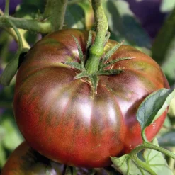 Plant Greffe Tomate Côtelee Noire De Crimee Bio. Le pot de 1 litre