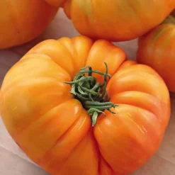 Plant Greffe Tomate Côtelee Ananas Bio. Le pot de 1 litre