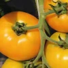 Plant Greffe Tomate Lemon Boy Bio. Le pot de 1 litre