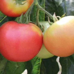 Plant Greffe Tomate Ronde Rose De Berne Bio. Le pot de 1 litre