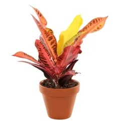 Plante à coupe variété au choix en pot en terre Ø 9 cm