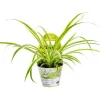 Plante Amie Des Animaux Chlorophytum Bio. Le pot de diamètre 11 cm