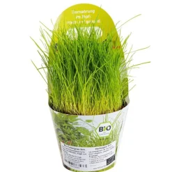 Plante Amie Des Animaux Festuca Bio. Le pot de diamètre 11 cm