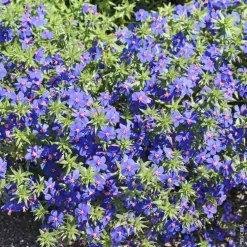 Plante Amie Des Animaux Mouron Des Oiseaux Bio. Le pot de diamètre 11 cm