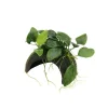Plante aquatique Coco Cave avec Anubias Nana