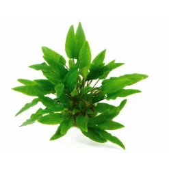 Plante aquatique en pot Cryptocoryne beckettii Petchii