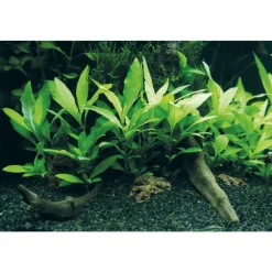 Plante aquatique Hygrophila Corymbosa Siamensis 53B en pot