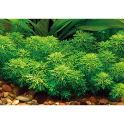 Plante aquatique Limnophila Sessiliflora en pot