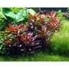 Plante aquatique Ludwigia Glandulosa en pot