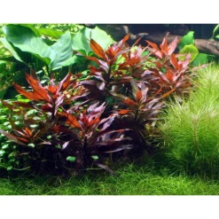 Plante aquatique Ludwigia Glandulosa en pot