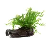 Plante aquatique Microsorum pteropus Narrow sur racine - Taille S