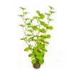 Plante artificielle aquarium, haute résistance, SUPERFISH, modèle Easy Plants High 13