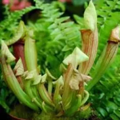 Plante carnivore Sarracenia