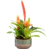 Plante fleurie Bromelia avec sa coupelle Bromelia - Ø 16 cm