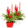 Plante fleurie Bromeliacee - Ø 16 cm