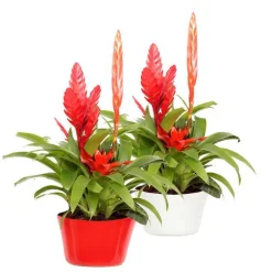 Plante fleurie Bromeliacee - Ø 16 cm