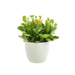 Plante fleurie d'intérieur Kalanchoé + CP coloris multicolore - 15 cm