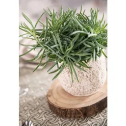 Plante graphique avec cache-pot Ø 12 cm