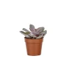 Plante grasse botanic® – Pot 5.5 cm