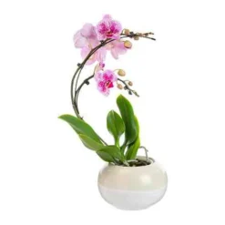 Plante orchidée Phalaenopsis boomerang - Ø 12 cm