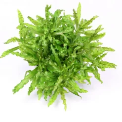 Plante Pogostemon Helferi coloris vert en pot