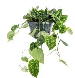 Plante scindapsus pictus TM - Ø 17 cm