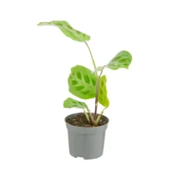 Plante verte. Le pot de ø 8,5 cm