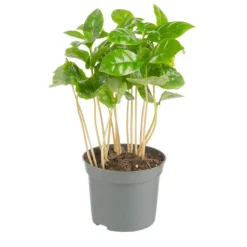 Plante verte. Le pot de ø 8,5 cm