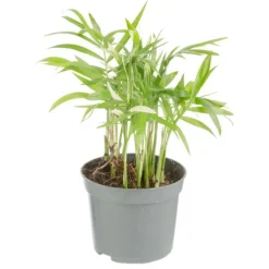 Plante verte. Le pot de ø 8,5 cm